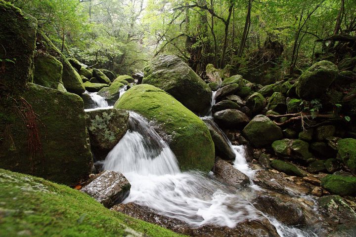 鹿児島 屋久島 白谷雲水峡・縄文杉