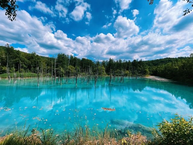 北海道 美瑛 青い池・白ひげの滝
