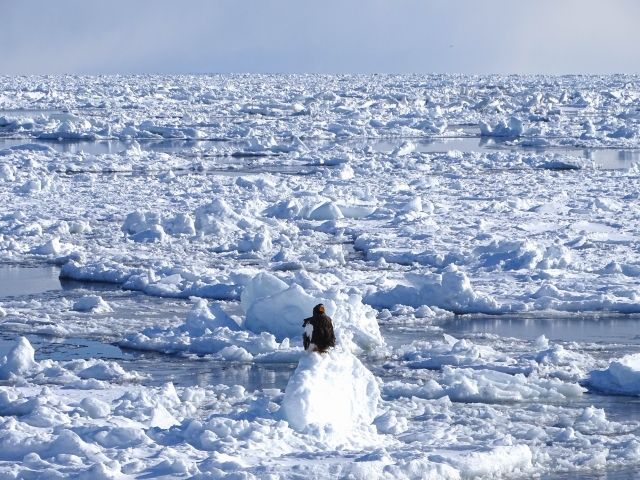 北海道 知床 流氷