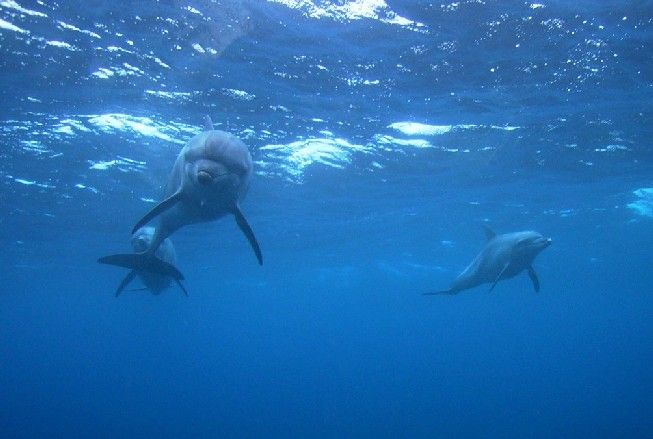 御蔵島 野生のミナミハンドウイルカ