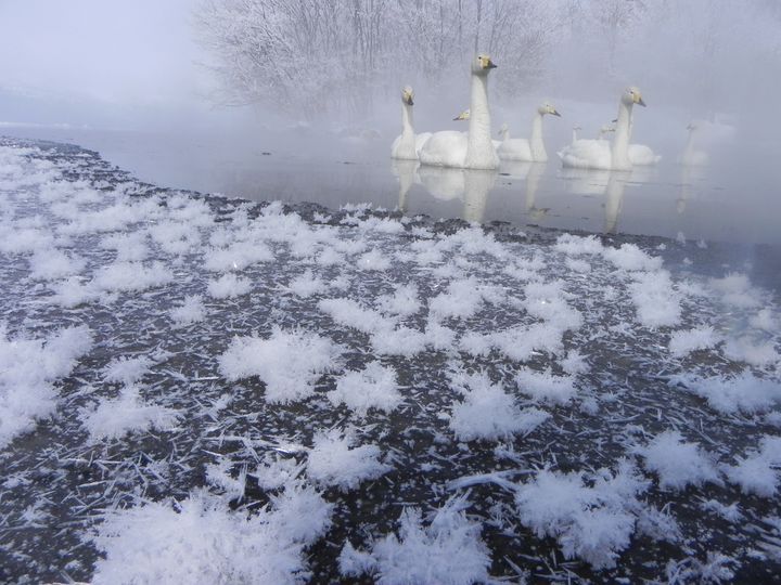 北海道 阿寒湖・屈斜路湖 フロストフラワー