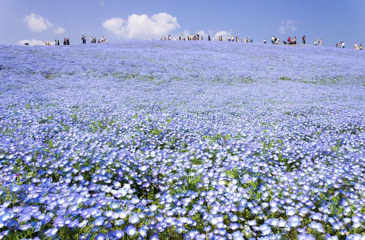 茨城 国営ひたち海浜公園 ネモフィラ
