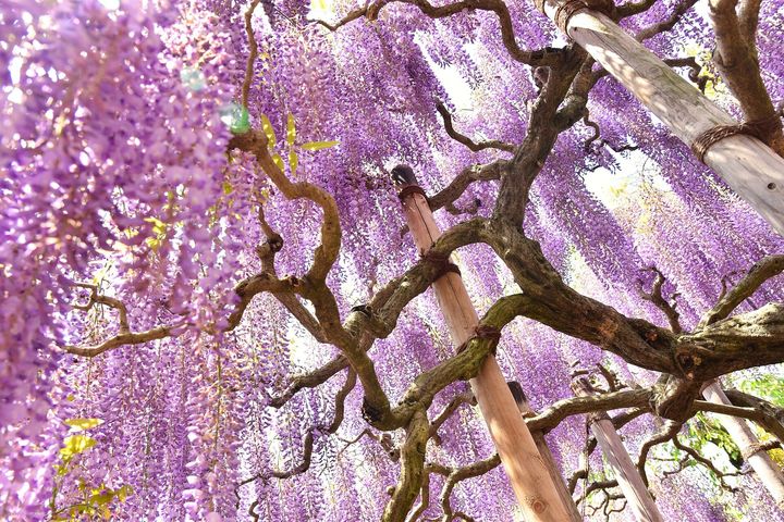 栃木 あしかがフラワーパーク 大藤