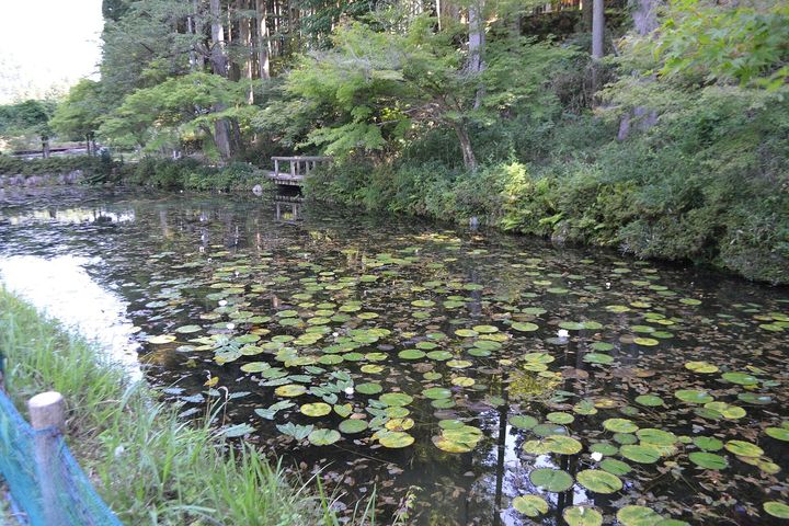 岐阜 名もなき池（モネの池）