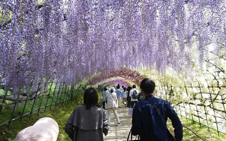 福岡 河内藤園