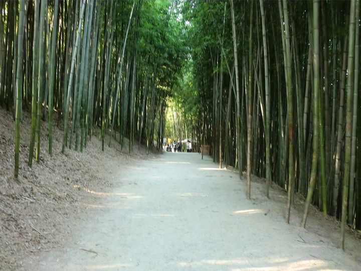 潭陽 竹緑苑（竹林）