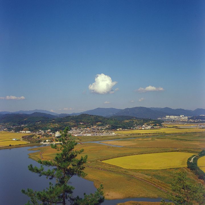 順天湾 葦原の湿地