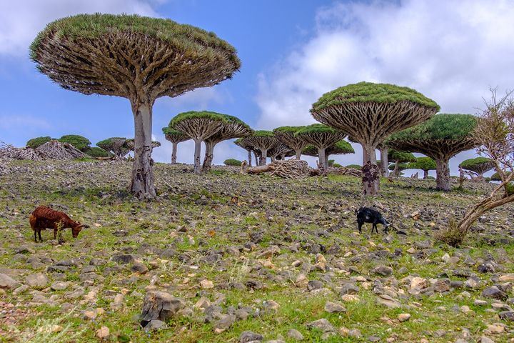 ソコトラ島 竜血樹の森