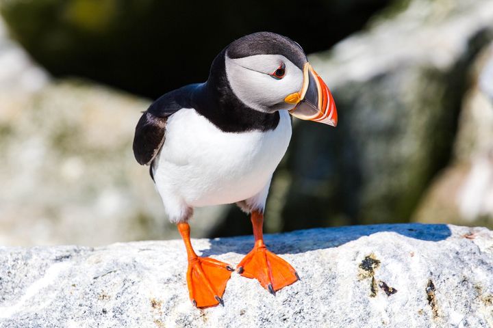ヴェストマン諸島 パフィン