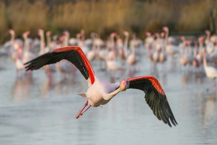 カマルグ 湿原の白馬とフラミンゴ