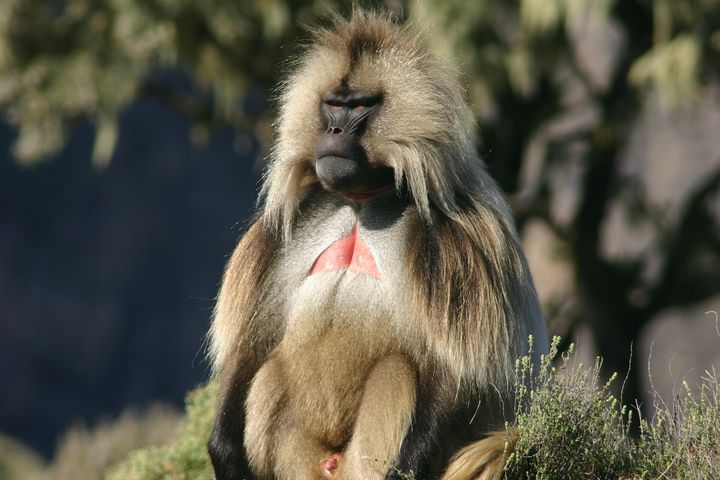 シミエン国立公園
