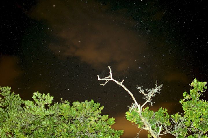 モスキート湾（世界最強の夜光虫）