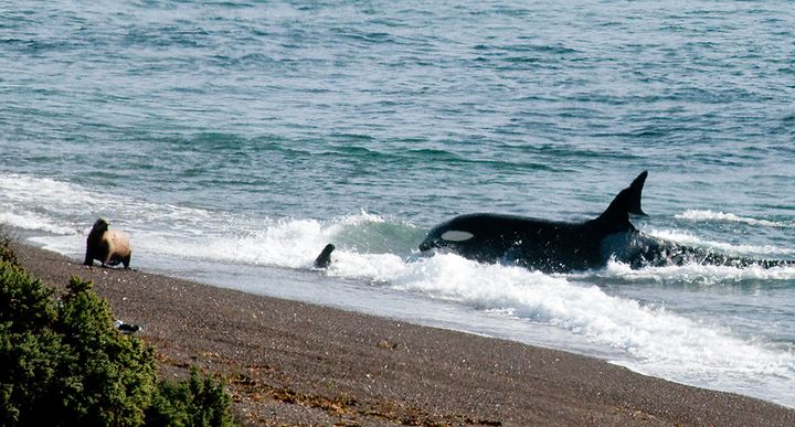 バルデス半島（シャチの浜辺への打ち上げ狩り）
