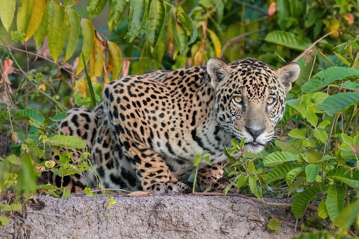 パンタナール（ジャガー）