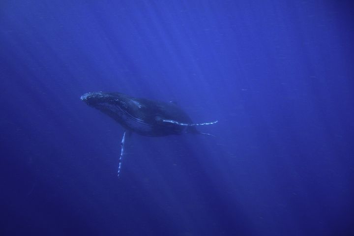 ザトウクジラと泳ぐ