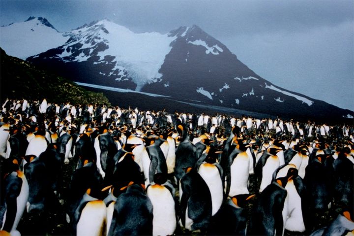 サウス・ジョージア島